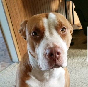 Meet your Posher, Morgan